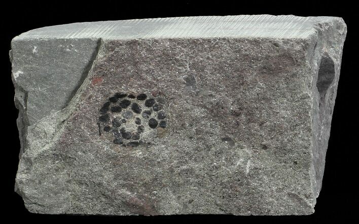 Devonian Zosterophyllum Plant Fossil - Scotland #66691